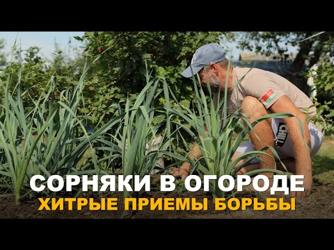 Видео: МОГУТ ЛИ БЫТЬ ПОЛЕЗНЫ СОРНЯКИ ОГОРОДУ? Методы борьбы с сорняками и когда они приносят пользу.