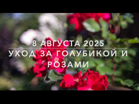 Видео: Уход за розами в кашпо и за голубикой в августе. 8 августа 2025