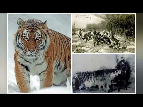 Видео: Жолбарыс туралы қызықты мәліметтер