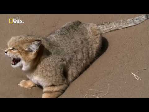 Видео: Тайны дикой природы Ирана. Сердце древней природы