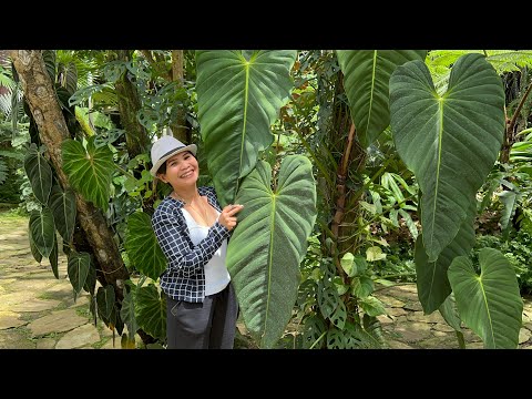 Видео: Экскурсия по саду – засушливые и ароидные растения