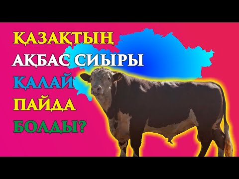 Видео: ҚАЗАҚТЫҢ АҚБАС СИЫРЫ ТУРАЛЫ НЕ БІЛЕМІЗ?| QAZAQ AQBAS| КАЗАХСКАЯ БЕЛОГОЛОВАЯ ПОРОДА КОРОВА