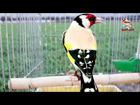 Видео: Лучшая песня щегла в этот день