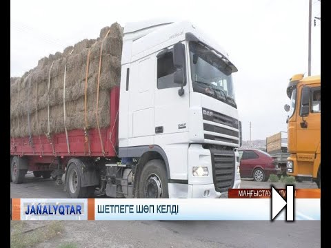 Видео: Шетпеге шөп келді