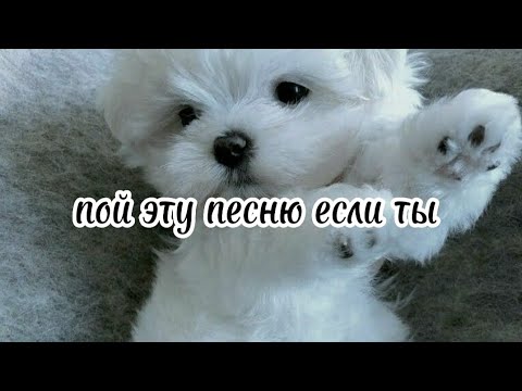 Видео: 🎀 пой эту песню если ты...🎀 Песни. Новые. Пой...