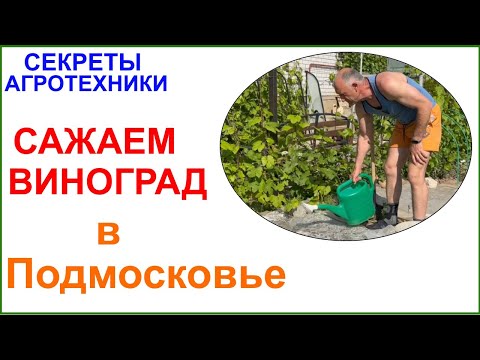 Видео: Посадка винограда в Подмосковье. Вот сейчас пора! Чем проще, тем лучше.