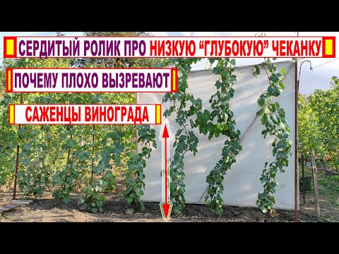 Видео: 🍇 Вот почему САЖЕНЦЫ ВИНОГРАДА ПЛОХО ВЫЗРЕВАЮТ!  Неприятная правда о НИЗКОЙ, "ГЛУБОКОЙ" ЧЕКАНКЕ.
