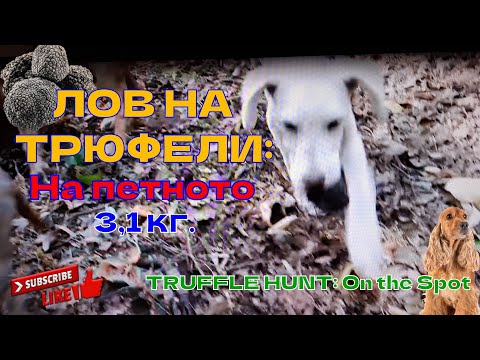 Видео: ЛОВ НА ТРЮФЕЛИ: На петното / TRUFFLE HUNT: On the Spot