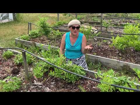 Видео: Особенности сортов голубики Часть 1