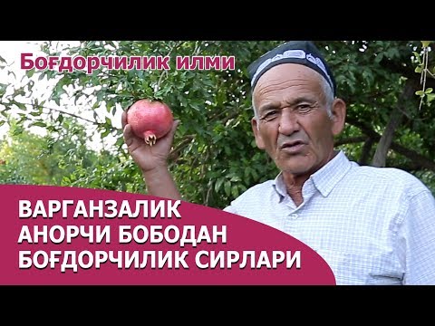 Видео: Анор етиштириш ҳақида - Anor yetishtirish haqida