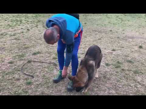 Видео: Немска овчарка Ерика - първа трен. - "Ред".