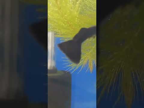 Видео: отличный корм для малинезии