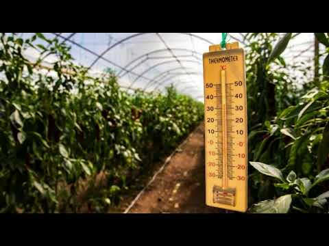 Видео: Оптимальная температура и влажность в теплице