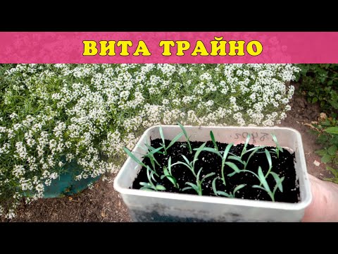 Видео: Как черенковать Алиссум Сноу принцесс? Мой опыт!
