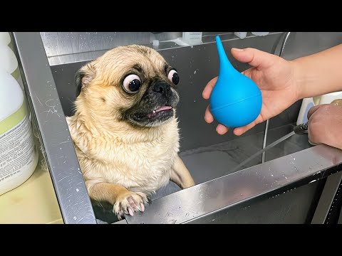 Видео: КОГДА ЖИВОТНЫЕ ИСПУГАЛИСЬ БЕЗ ПРИЧИНЫ