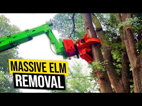 Видео: Каждой службе по уходу за деревьями нужен Yamaha Tenere 700!