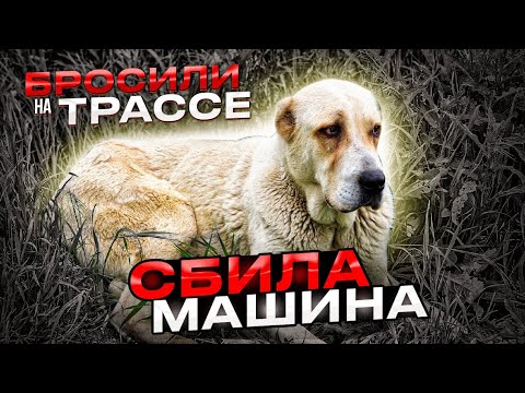 Видео: Несколько дней Алабайка со ломанной  лапой пролежала  в полях  около трассы😱