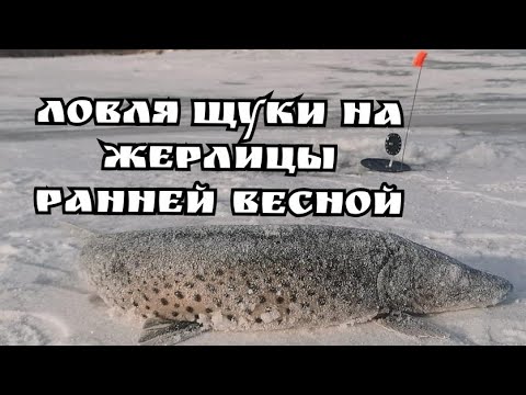 Видео: Щука на жерлицы в марте. Бурейское водохранилище, 20-21 марта 2021.