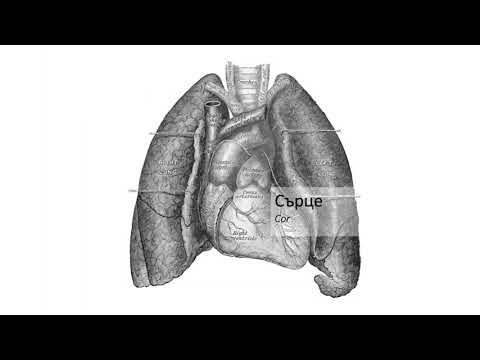 Видео: Сърце – Cor (7:26) ┃teoriyata.com