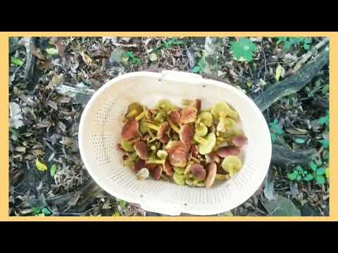 Видео: Маслята, опята, шампиньоны! 4 октября 2025 г.