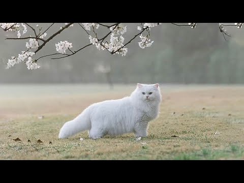 Видео: Расслабляющая кошачья музыка: расслабляющая музыка для кошек, любимая музыка кошек - 10 часов тре...