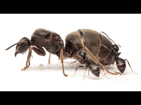 Видео: Жизнь моих муравьев. 137 день. Охота на личинку.