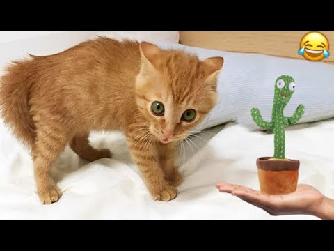 Видео: Смешные животные поднимут вам настроение 😍