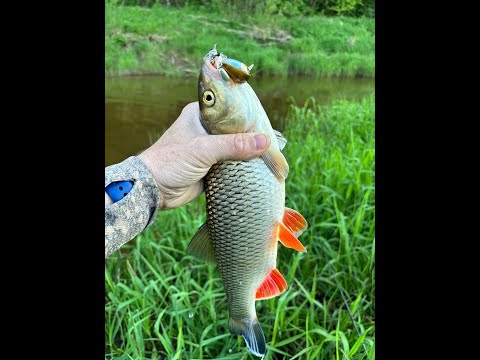 Видео: Перекаты оживают.Первые мощные, голавлиные поклевки и первые голавли с перекатов.