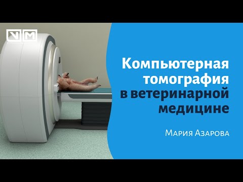 Видео: Компьютерная томография в ветеринарной медицине