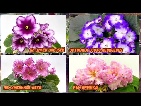 Видео: Вот это ФИАЛКА! От такой красоты можно и голову потерять!