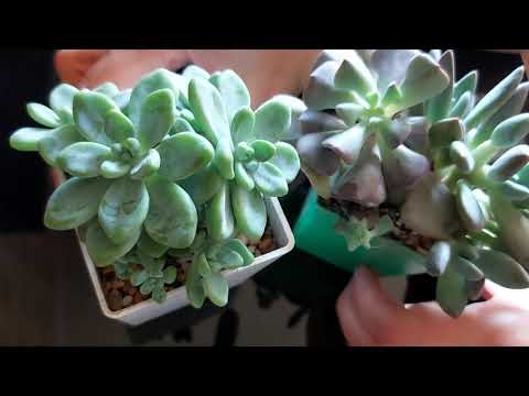 Видео: Пересадка суккулентов после покупки.