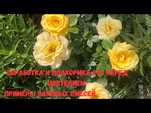 Видео: Обработка и подкормка роз перед цветением. Примеры баковых смесей.