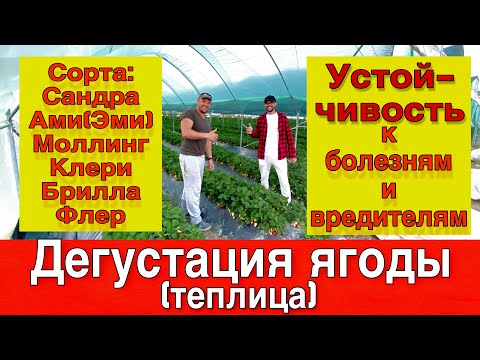 Видео: Обзор сортов:Брилла,Моллинг,Ами,Клери,Сандра,Флёр.Вкусовые качества,болезни ,вредители