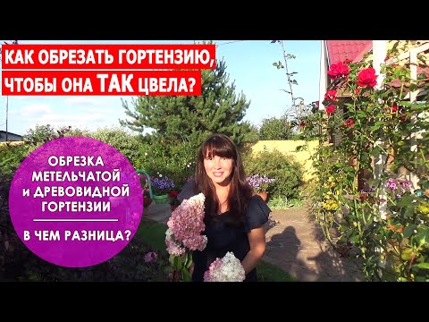 Видео: ОБРЕЗКА ГОРТЕНЗИИ ОСЕНЬЮ. Как обрезать метельчатую и древовидную гортензии - В ЧЕМ РАЗНИЦА?