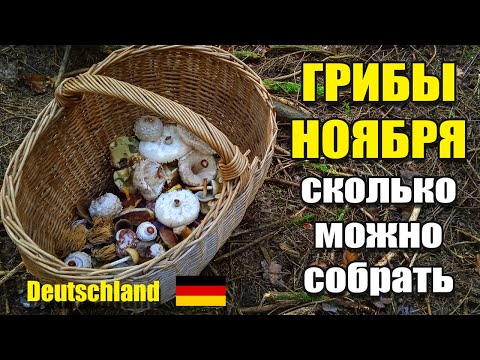 Видео: Грибы ноября Cколько можно собрать за три часа. Грибы Германии 2025