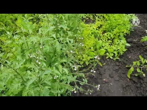 Видео: Вербена лекарственная - магическое растение древних народов