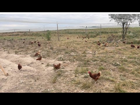 Видео: Обзор выгула на 1000-1500 несушек к концу лета. Анонс на осень.