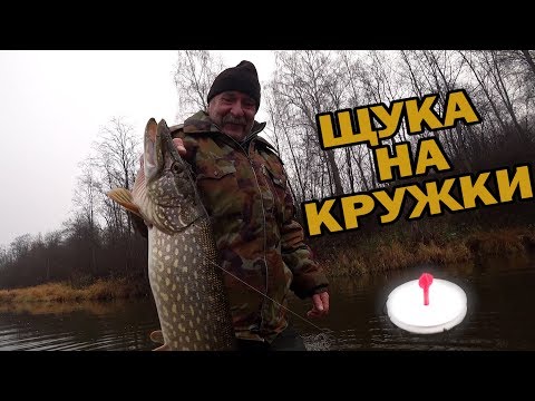 Видео: Голодные ЩУКИ УТАСКИВАЮТ КРУЖКИ, а ЛЕСКА РЕЖЕТ РУКИ в КРОВЬ! Рыбалка осенью. Ловля щуки на живца.