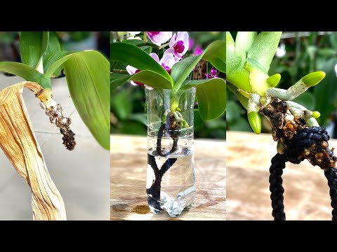 Видео: Веревка и вода помогают слабой безкорневой орхидее вырастить много сильных корней