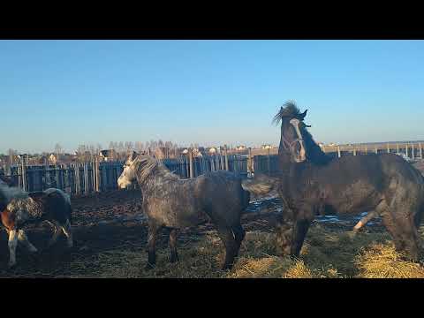 Видео: Ревнивая кобыла отгоняет жеребца от кобыл