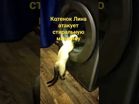 Видео: Котёнок Лина атакует стиралку