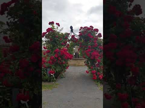 Видео: Розы Kордес июль 2019. часть 3