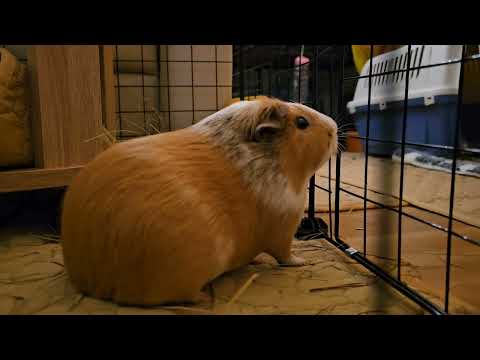 Видео: Вечер морских свинок: Барсук дурачится, Стрелка наблюдает, Белка воюет с решеткой