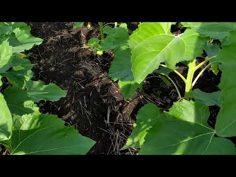 Видео: Подсолнечник Барбати и Mas 93. Ржавчина.