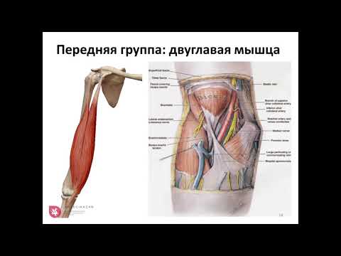 Видео: УЗИ локтевого сустава