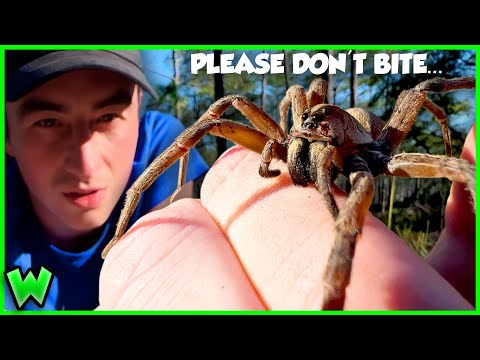 Видео: ОБРАЩЕНИЕ С САМЫМ БОЛЬШИМ ПАУКОМ-ВОЛКОМ, КОТОРОГО Я КОГДА-ЛИБО ВИДЕЛ