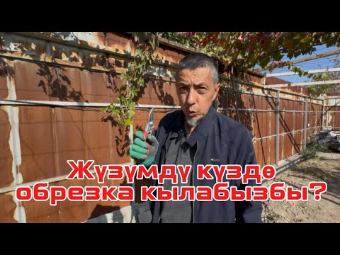 Видео: Жүзүмдү күздөобрезка кылабызбы?