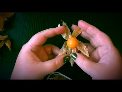 Видео: ASMR VIDEO  ШУРШУ ФИЗАЛИСОМ АСМР ВИДЕО НА КАНАЛЕ ASMARIA ASMR PHYSALIS EATING