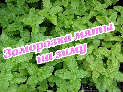 Видео: Заморозка мяты на зиму.