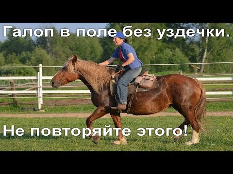 Видео: Галоп в поле без уздечки на кордео? Не повторяйте этого!